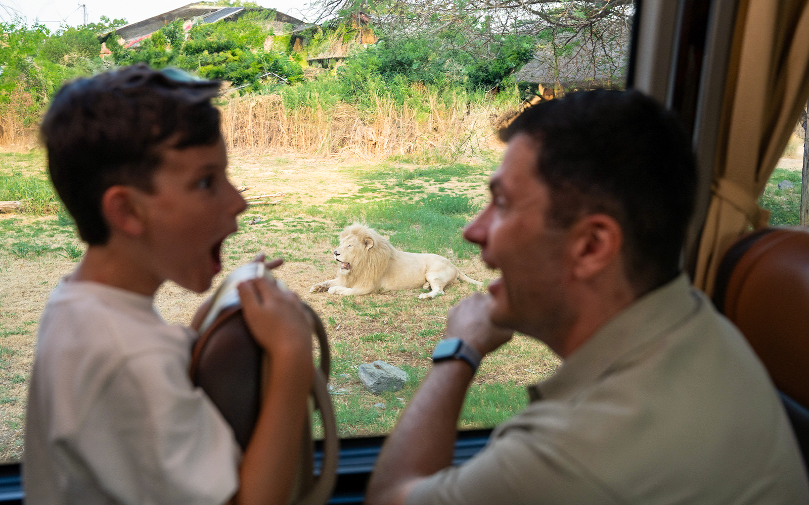 Father and son viewing a lion at Dubai Safari Park during an explorer safari.