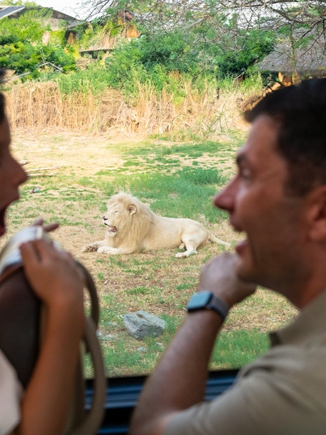 Father and son viewing a lion at Dubai Safari Park during an explorer safari.
