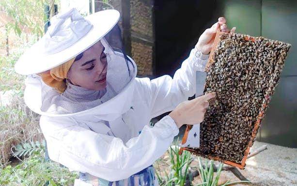 Guide demonstrating beehive at beekeeping experience.
