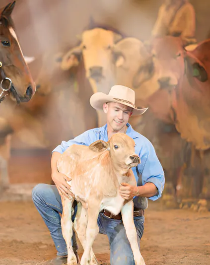 Cowboy kneeling with calf at Australian Outback Spectacular show.