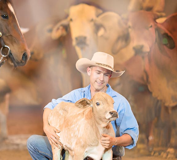 Cowboy kneeling with calf at Australian Outback Spectacular show.
