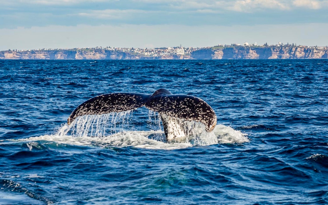 Whale tail emerging from the ocean during Sydney Whale Watching Adventure Cruise.