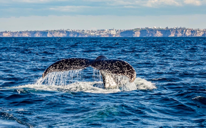 Whale tail emerging from the ocean during Sydney Whale Watching Adventure Cruise.