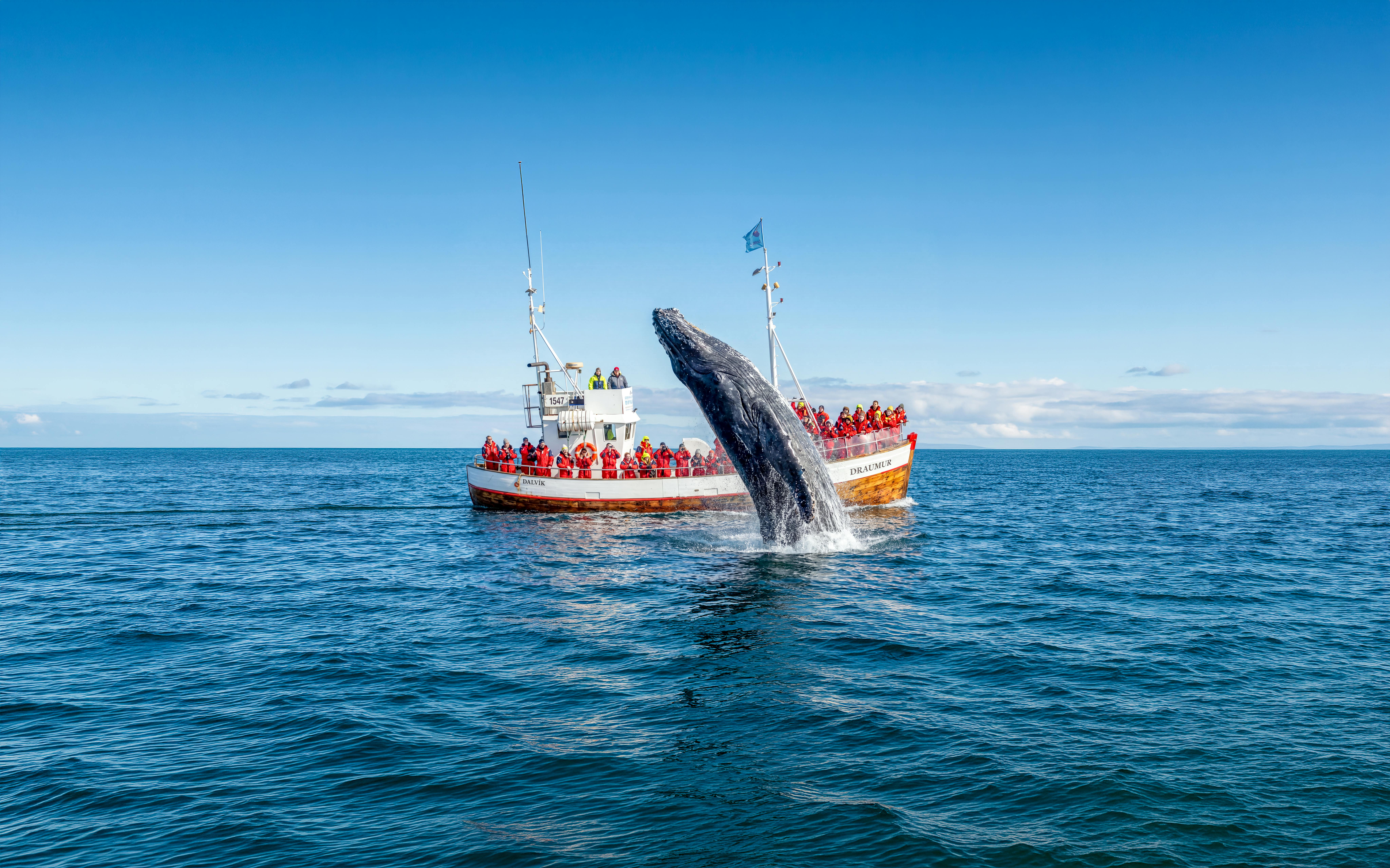 Whale breaching near tour boat in Dalvik, Northern Iceland.