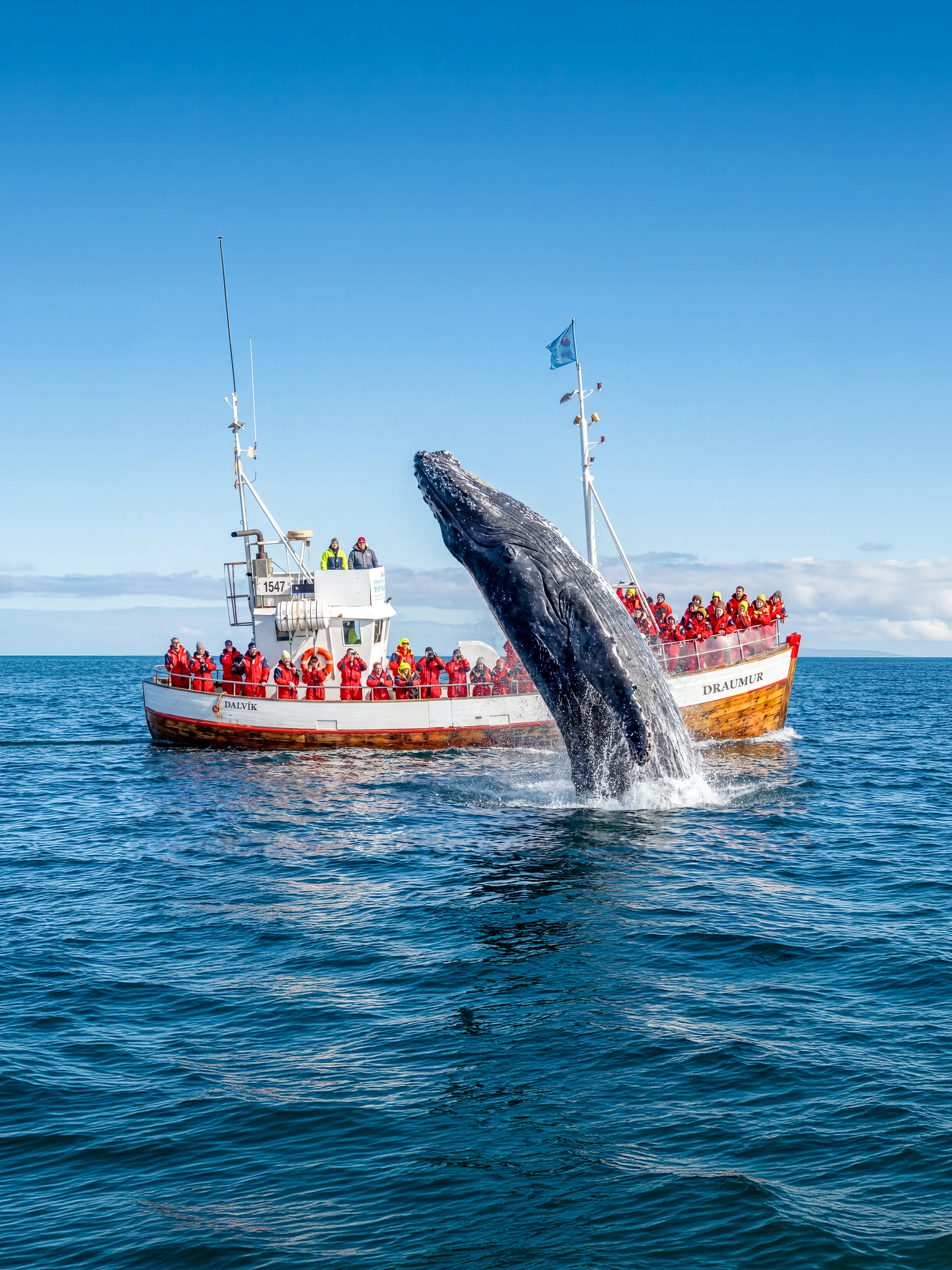 Whale breaching near tour boat in Dalvik, Northern Iceland.