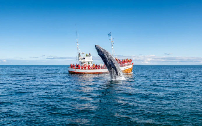 Whale breaching near tour boat in Dalvik, Northern Iceland.