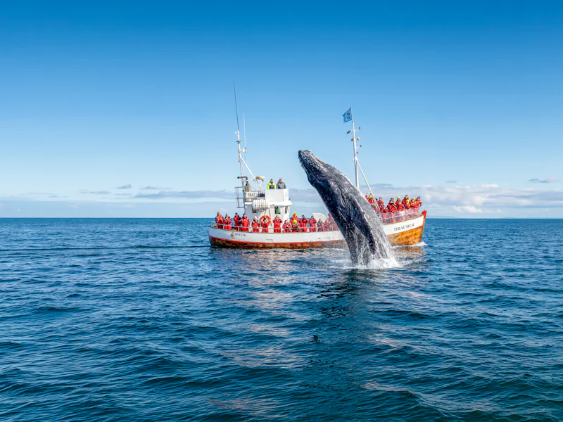 Dalvik Whale Watching In Northern Iceland - Reykjavík