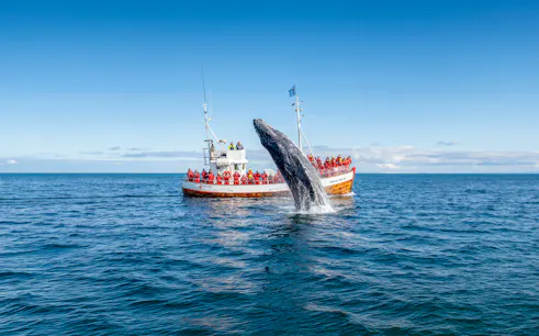 Whale breaching near tour boat in Dalvik, Northern Iceland.