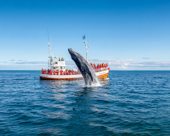 Dalvik: Whale Watching in Northern Iceland