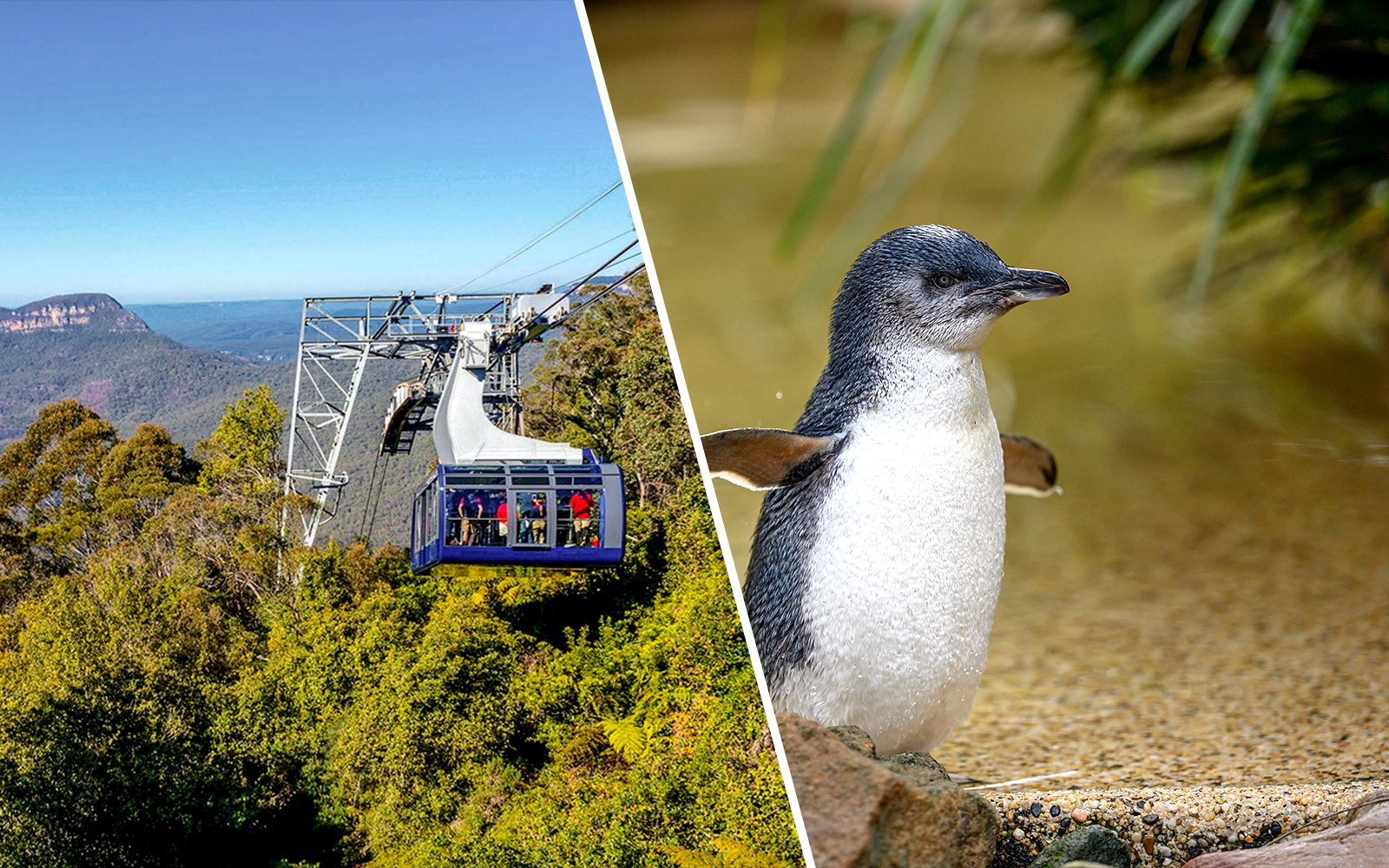 Combo (Save 5%): Blue Mountains Scenic World Pass + Featherdale Wildlife Park Tickets