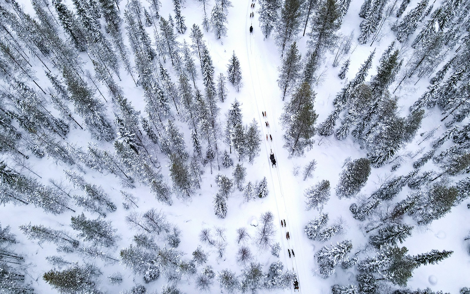 Aerial view of husky sledding through snowy forest near Rovaniemi.