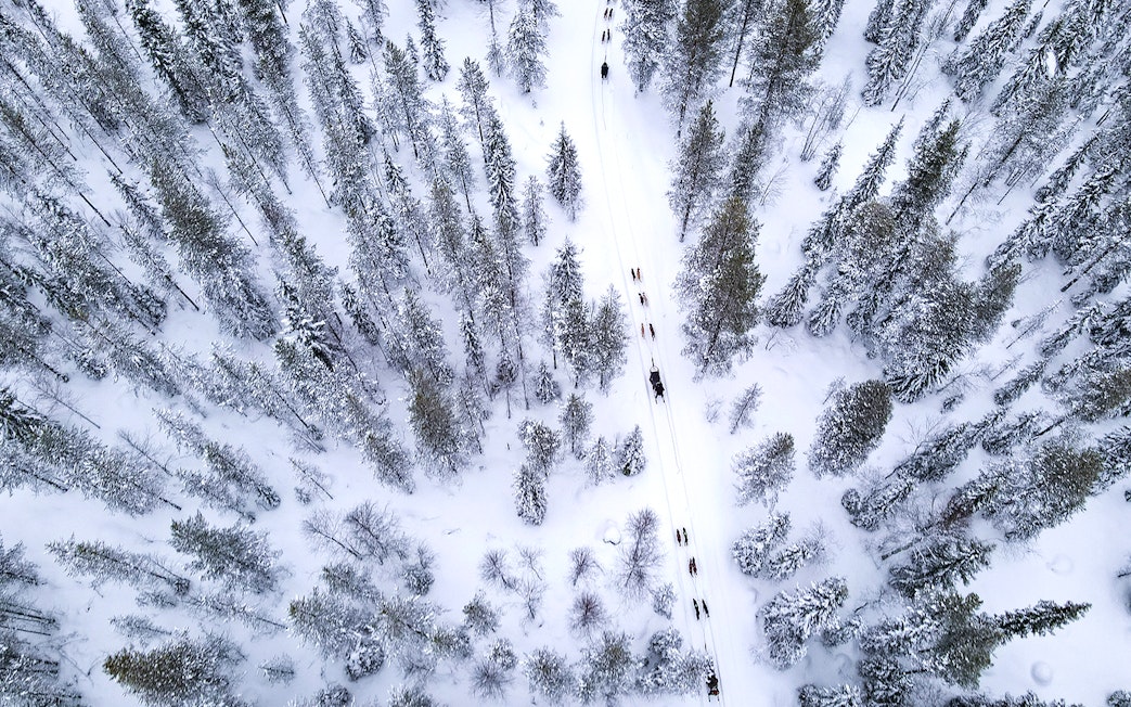Aerial view of husky sledding through snowy forest near Rovaniemi.