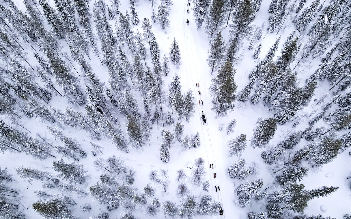 Aerial view of husky sledding through snowy forest near Rovaniemi.