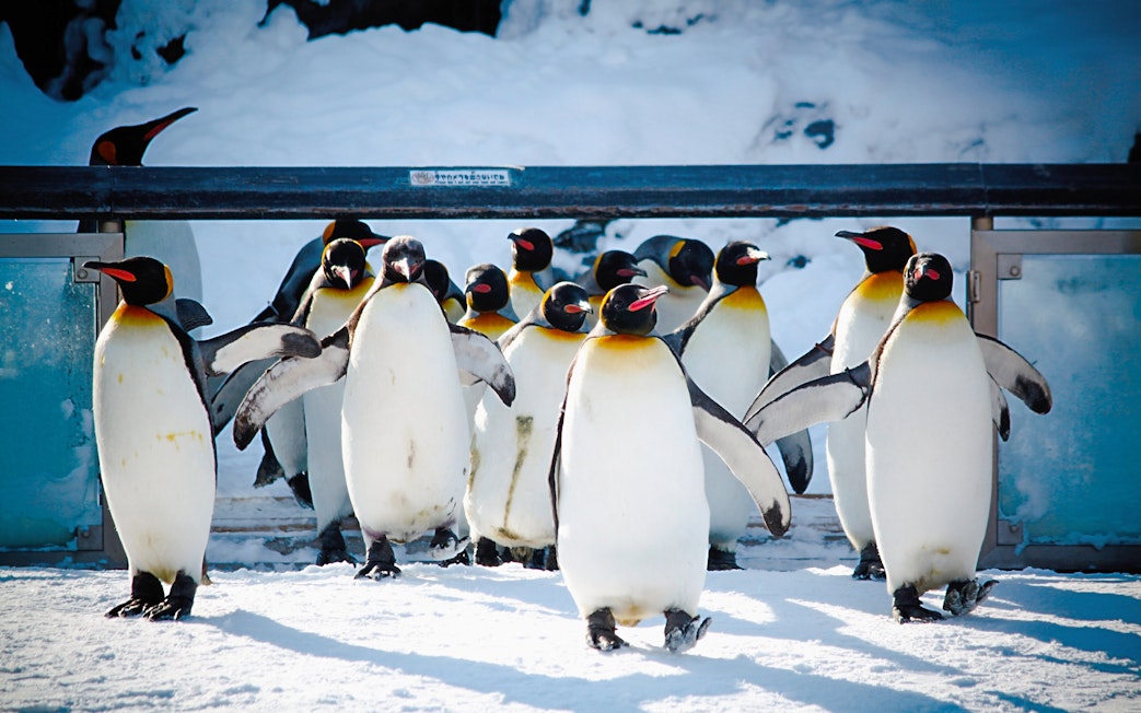 King penguins walking in a snowy enclosure at Asahiyama Zoo, Hokkaido, Japan.