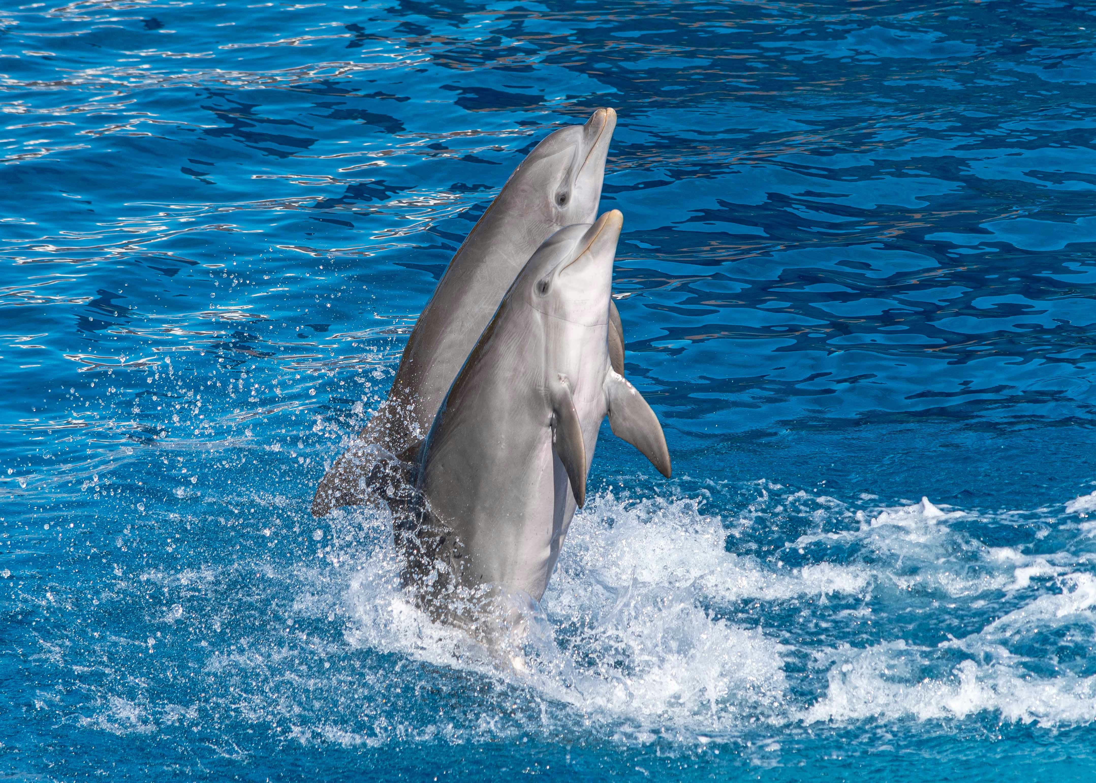 Georgia Aquarium