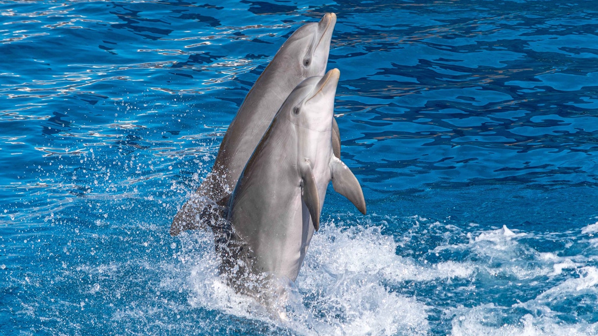 Dolphins performing at Georgia Aquarium.