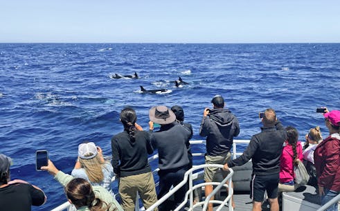 killer whale-watching expedition in bremer canyon-1