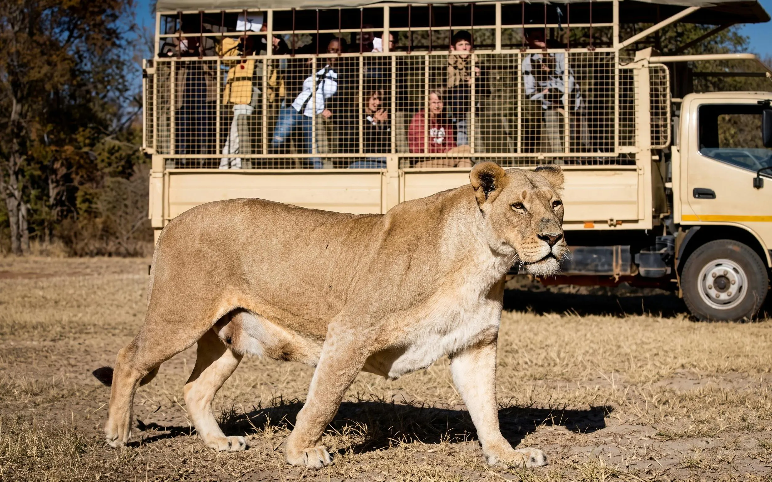 Lion walking near safari vehicle in Johannesburg.