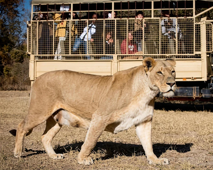 From Johannesburg: Half-Day Lion & Safari Park Tour