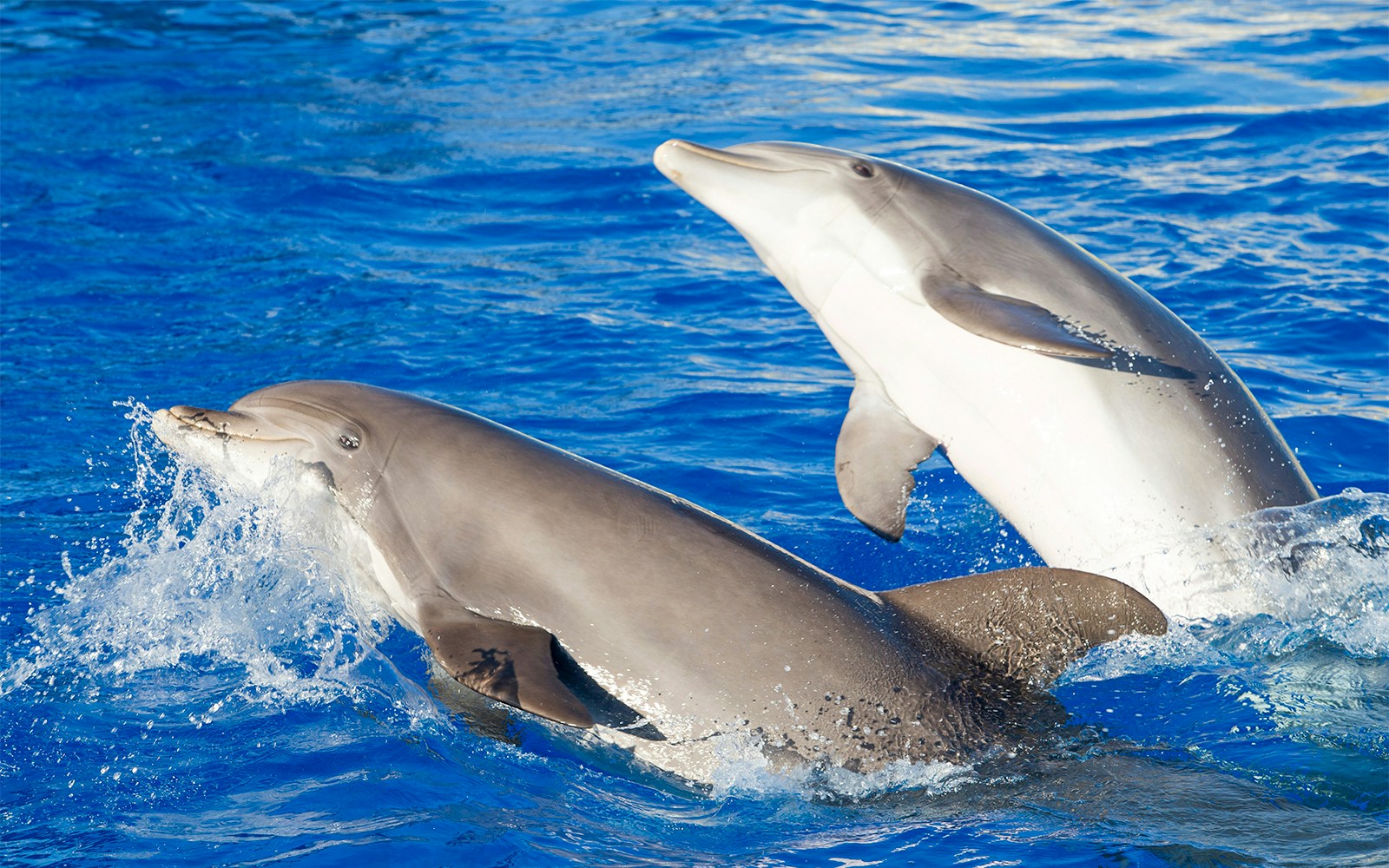 Genoa Aquarium - Bottlenose dolphins