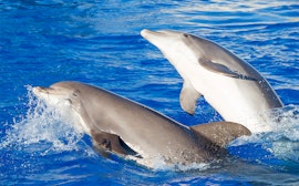 Bottlenose Dolphin