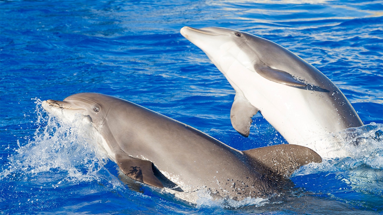 Face to face with dolphins