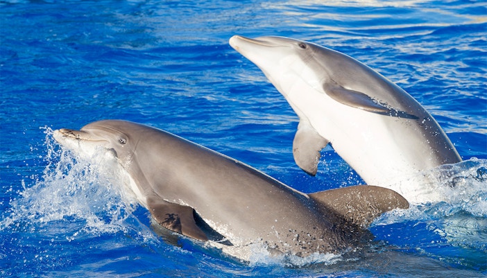 Bottlenose dolphins swimming at Genoa Aquarium, Italy.