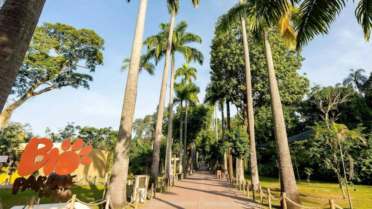 Pathway lined with tall palm trees at BioParque Rio, Rio de Janeiro, Brazil.
