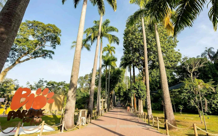 Pathway lined with tall palm trees at BioParque Rio, Rio de Janeiro, Brazil.