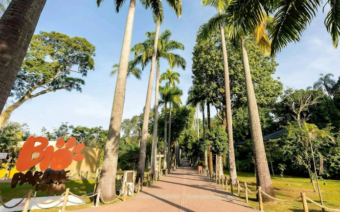 Pathway lined with tall palm trees at BioParque Rio, Rio de Janeiro, Brazil.