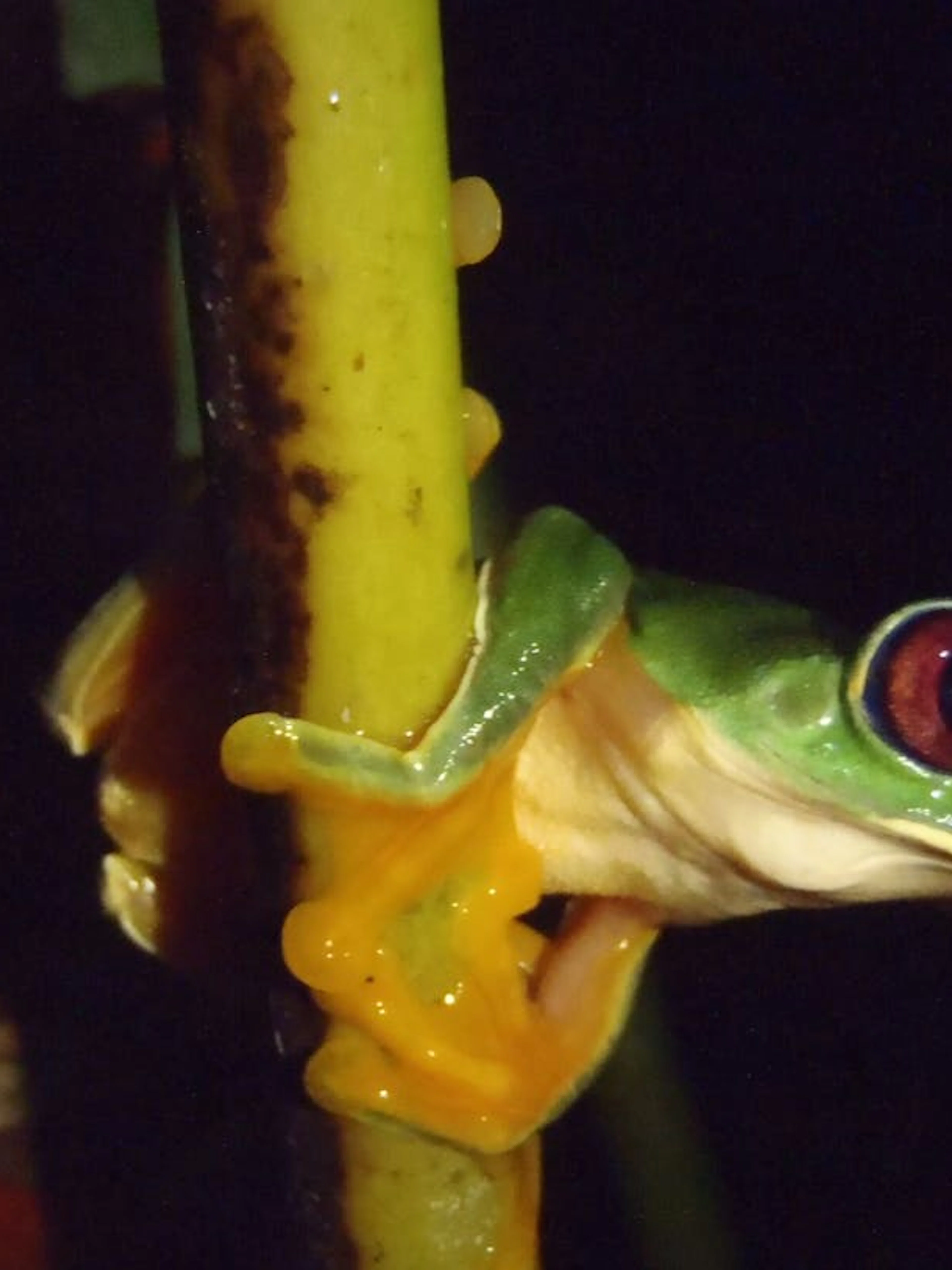 Tree frog on a branch during a jungle night walk in Manuel Antonio.
