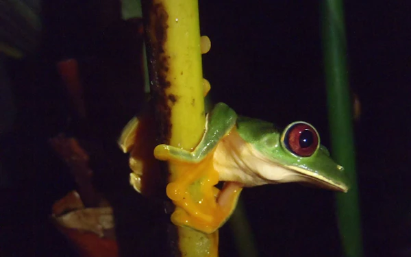 Jungle Night Walk in Manuel Antonio with Naturalist Guide