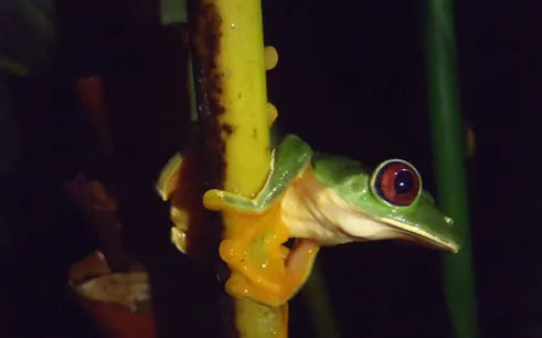 Tree frog on a branch during a jungle night walk in Manuel Antonio.