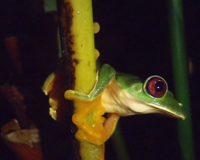 Jungle Night Walk in Manuel Antonio with Naturalist Guide (Product 53561)