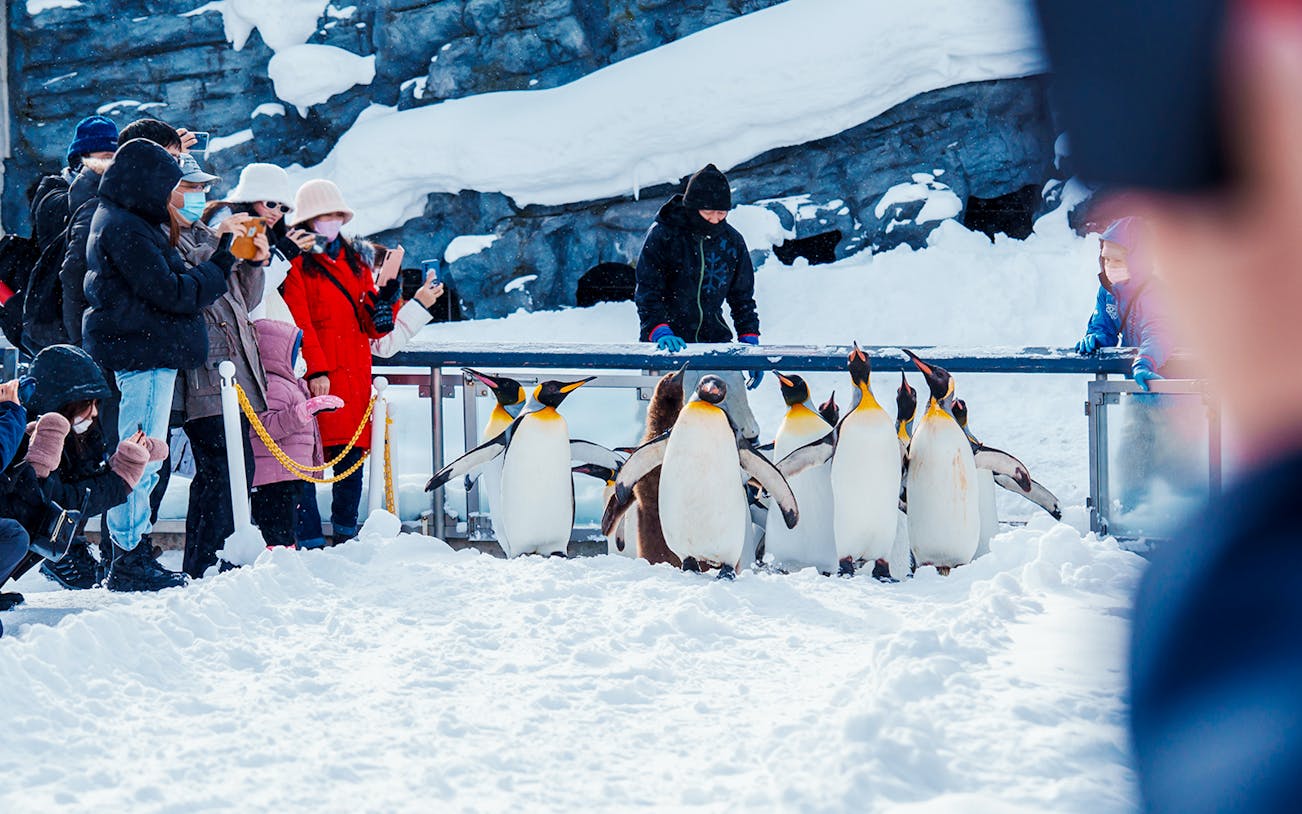 Penguins walking in snow at Asahiyama Zoo, Hokkaido, with visitors observing.