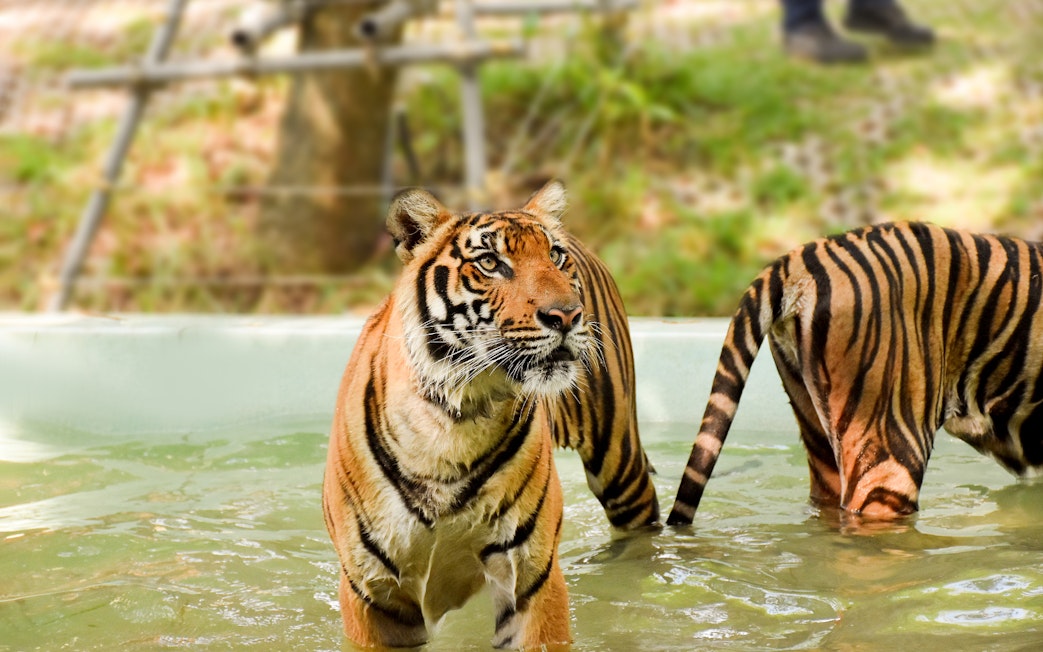 Tigers in a pool at Tiger Kingdom, part of the private transfer experience.