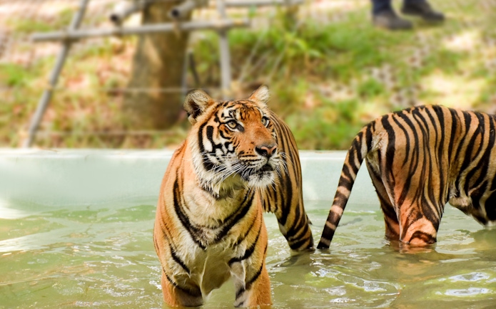 Tigers in a pool at Tiger Kingdom, part of the private transfer experience.