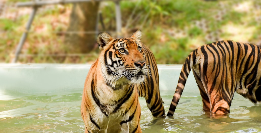 Royaume du tigre Phuket