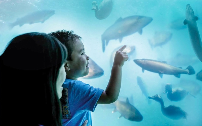 Child pointing at fish in an underwater aquarium experience.