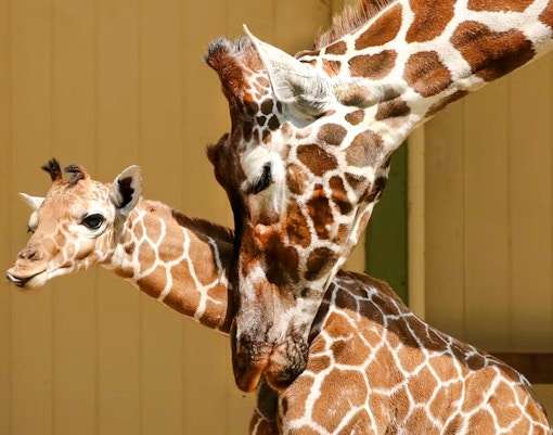 Giraffe mother nuzzling calf in a zoo enclosure.