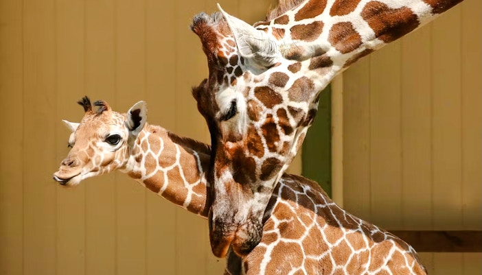 Giraffe mother nuzzling calf in a zoo enclosure.