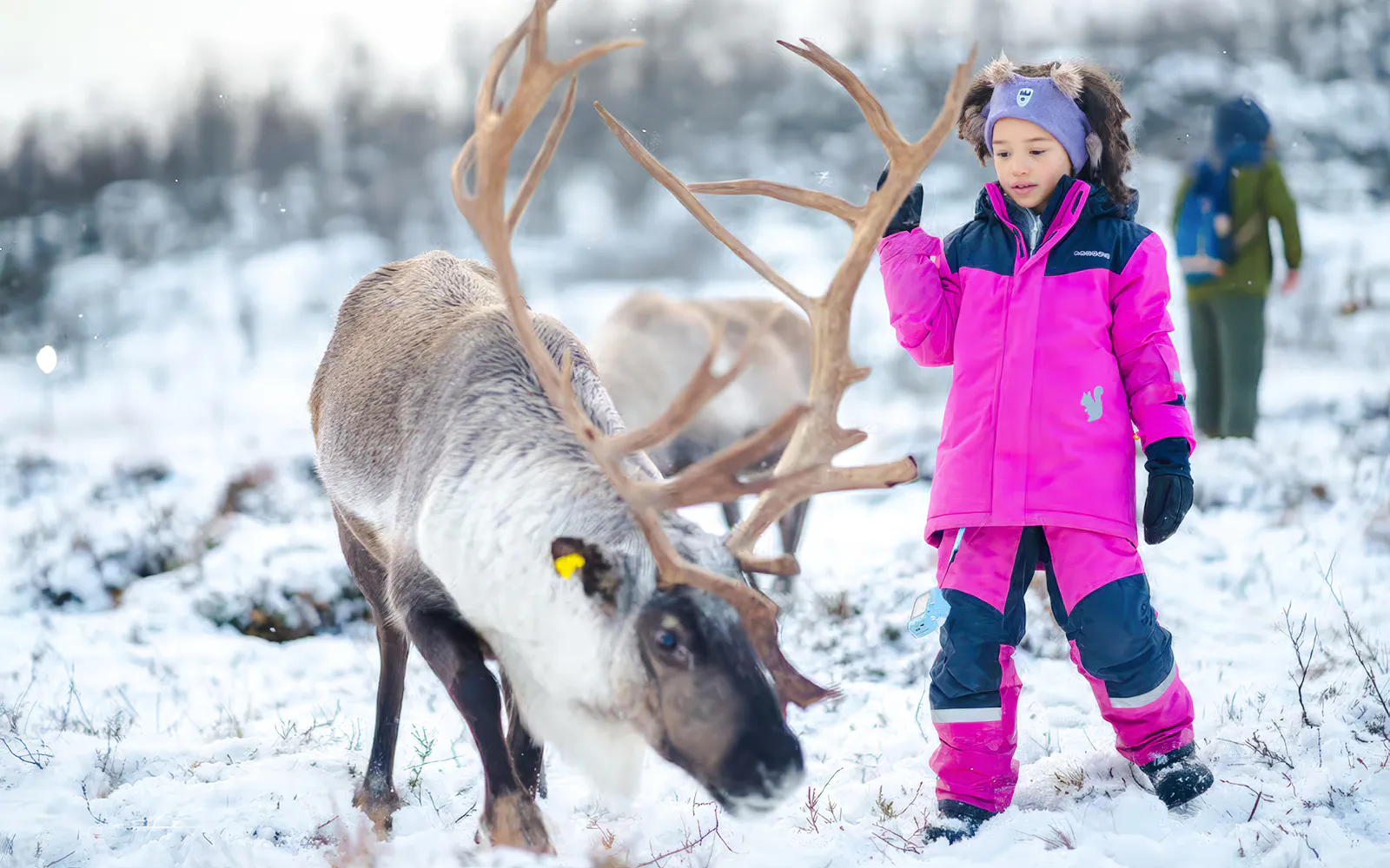 Child feeding reindeer in snowy Tromsø landscape, experiencing Sami culture.