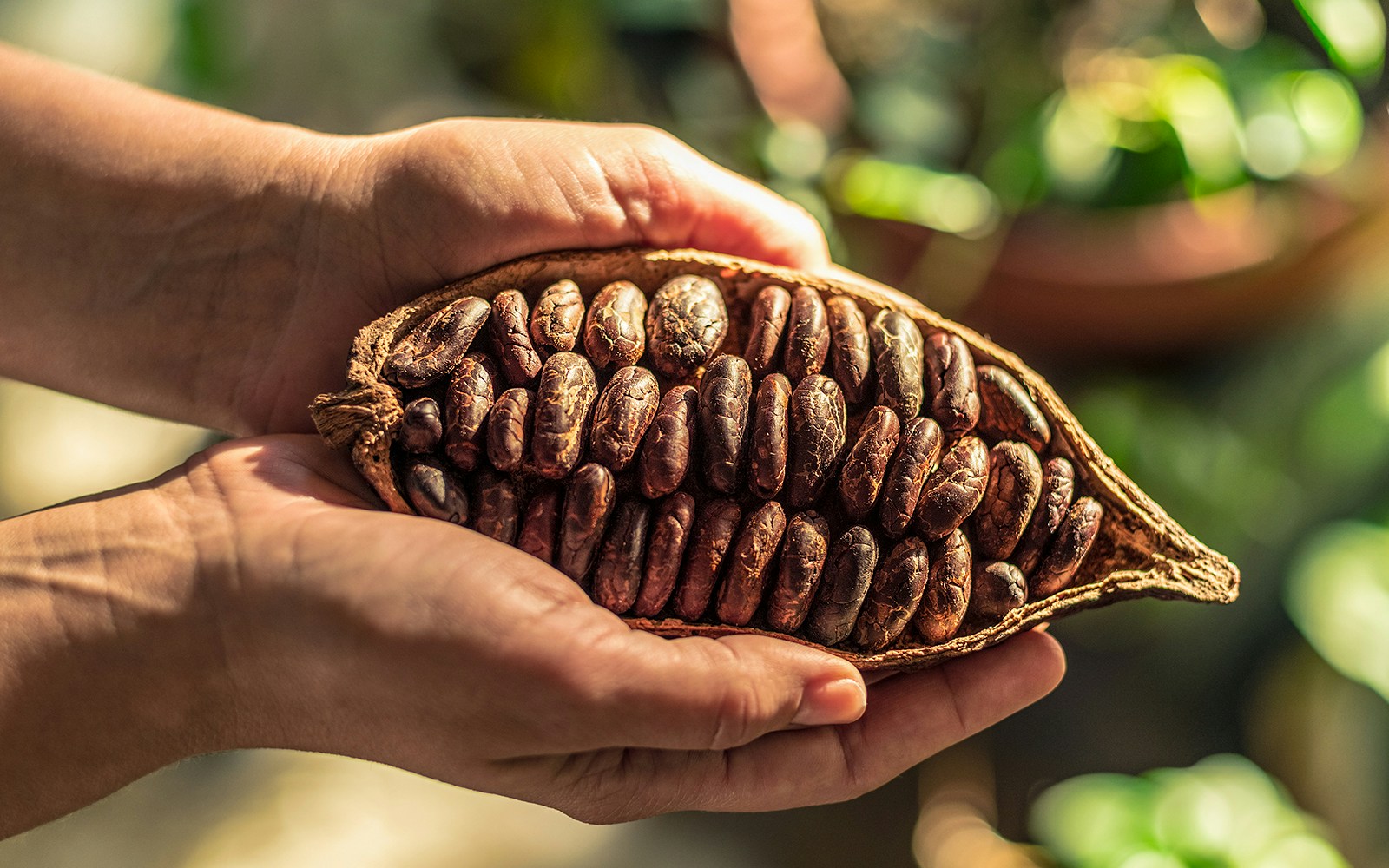Cacao pod with beans held in hands, showcasing chocolate production process.