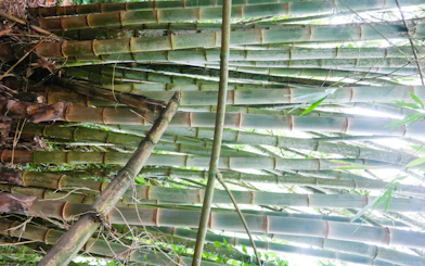 Bali Jungle Trekking, Canoeing & Waterfall Visit with Lunch and Round-Trip Hotel Transfers