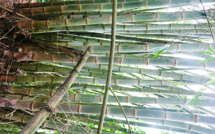Bali Jungle Trekking, Canoeing & Waterfall Visit with Lunch and Round-Trip Hotel Transfers
