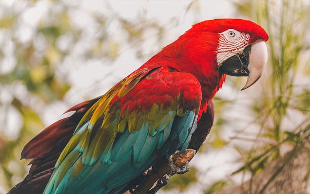 Colorful parrot perched on a branch at San Francisco Zoo.