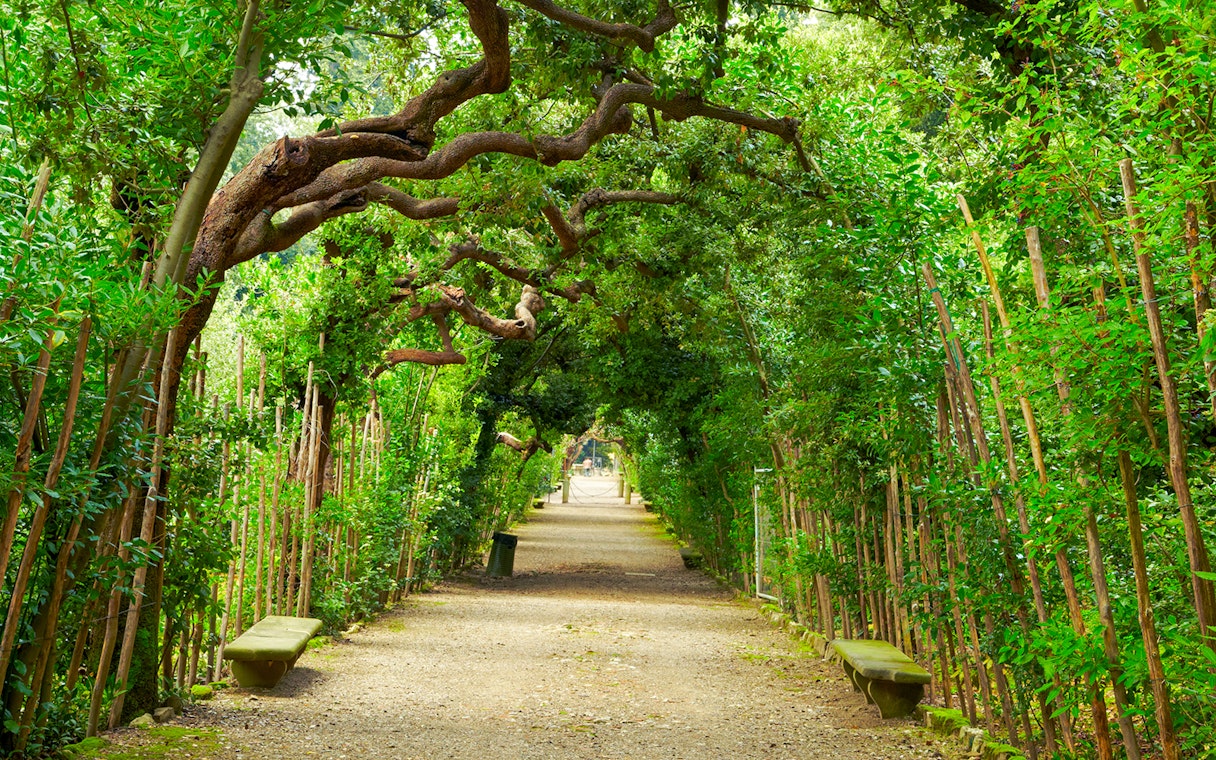 Pathway under lush trees in Boboli Gardens, Florence.