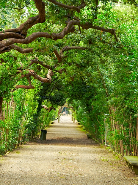 Pathway under lush trees in Boboli Gardens, Florence.