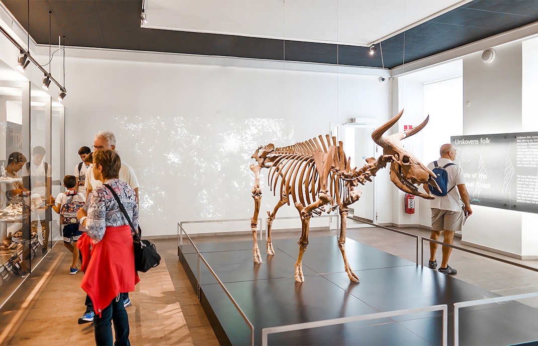 Dinosaur fossil exhibit at a natural history museum in Belfast.