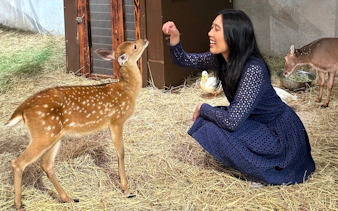 Feeding a fawn at Just Farm Indoor Zoo Kuala Lumpur.